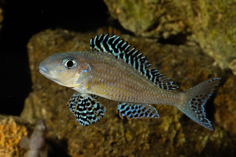 Xenotilapia papilio 'Tembwe Deux'